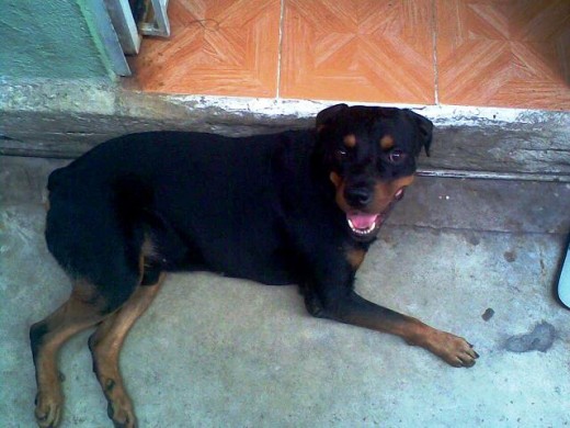 Rottweiler
7 años
Macho
Villahermosa, Tabasco. México